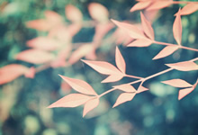 银花甘草汤治疗清热解毒。
主治热疖,疔疮,热毒疮疡初起,红肿热痛,舌红,苔薄黄,脉滑数。银花甘草汤秘方制作方法。